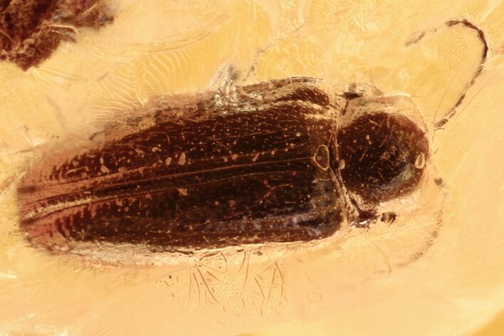 Fossil Soft-Bodied Plant Beetle (Artematopodidae) in Baltic Amber #284558